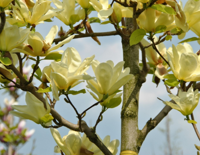 Magnolia ´Elizabeth´