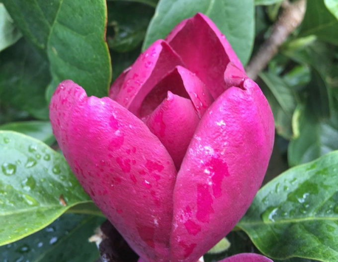 Magnolia Cleopatra