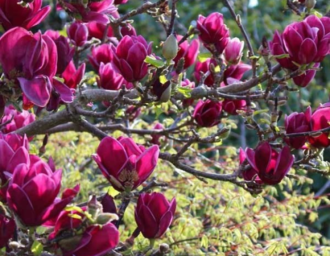 Magnolia Cleopatra