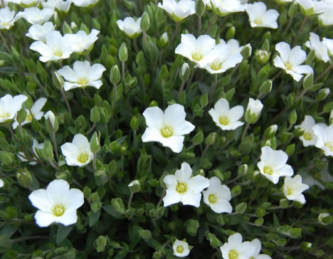 Arenaria ´Blizzard Compact´