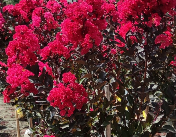 Lagertroemia Dynamite