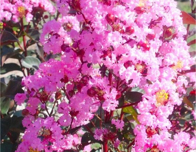 Lagerstroemia Rhapsody in Pink