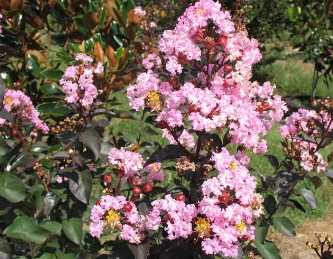 Lagerstroemia Rhapsody in Pink