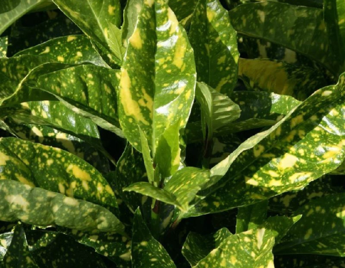 Aukuba japonica ´Crotonifolia´