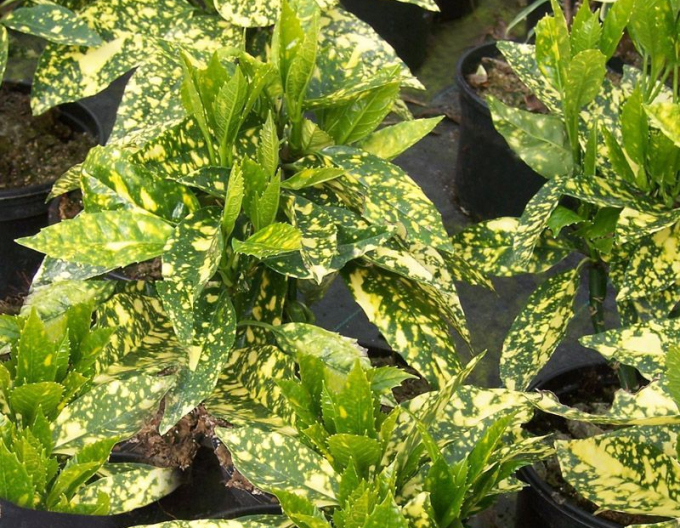 Aukuba japonica ´Crotonifolia´
