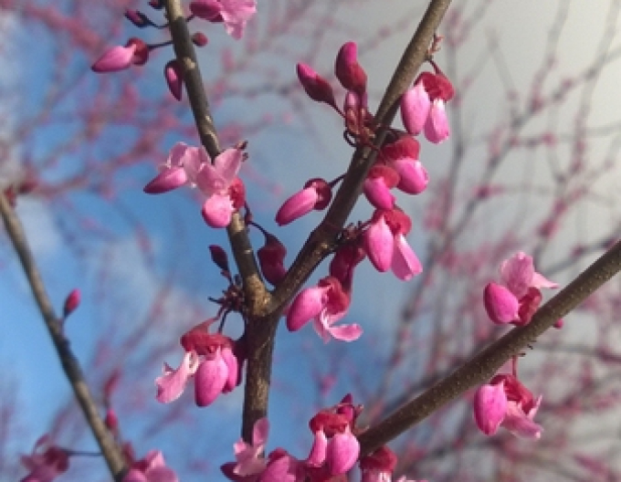 Arborele lui iuda Caroline Sweetheart