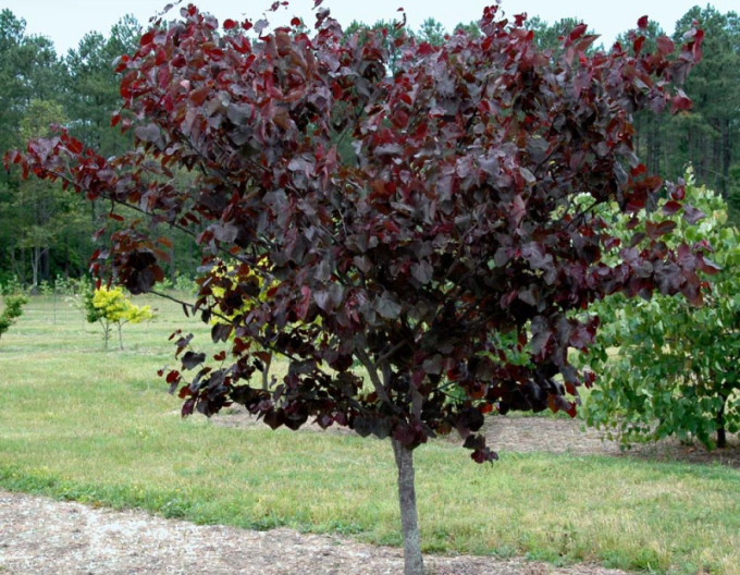 Judas canadian "Merlot