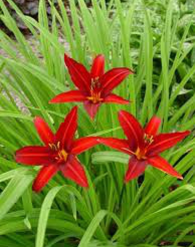 Crin de o zi Crimson Pirate