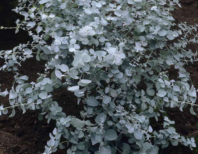 Eucalyptus ´Silverana´