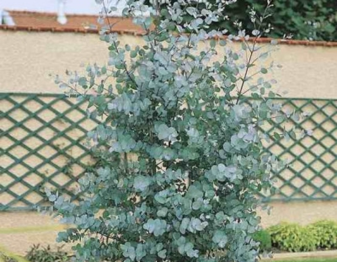 Eucalyptus ´Silverana´