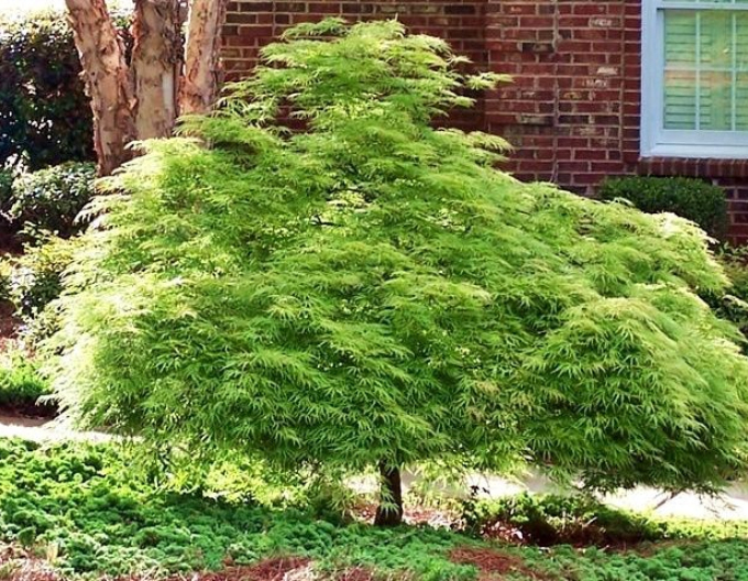 Acer Dissectum ´Viridis´
