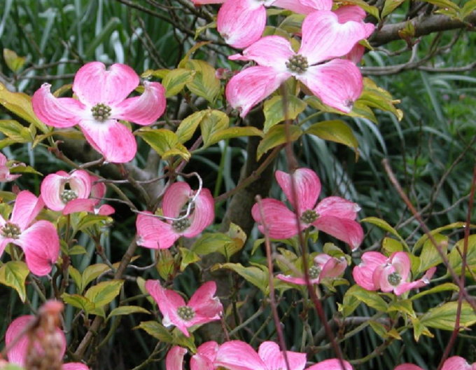 Cornus înflorit Cherokee Sunset