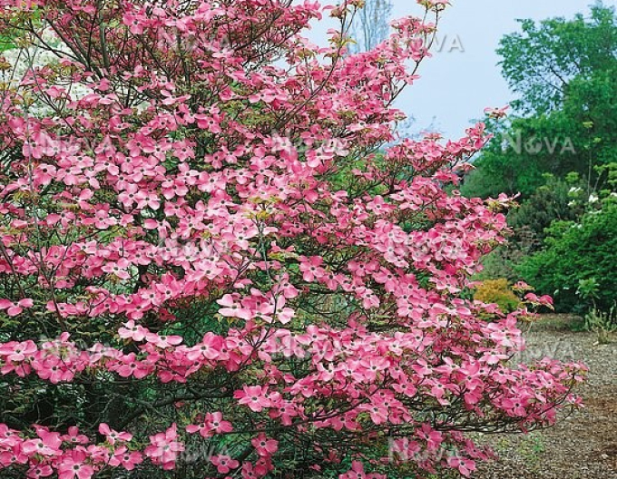 Cornus înflorit Cherokee Sunset