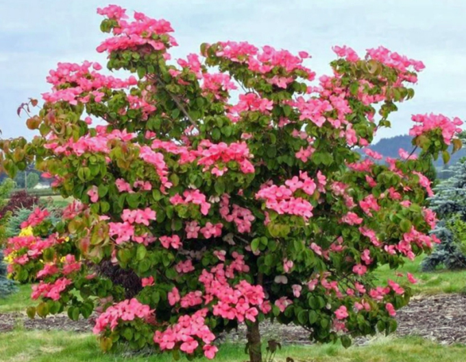 Cornus kousa ´Heart Throb Red´