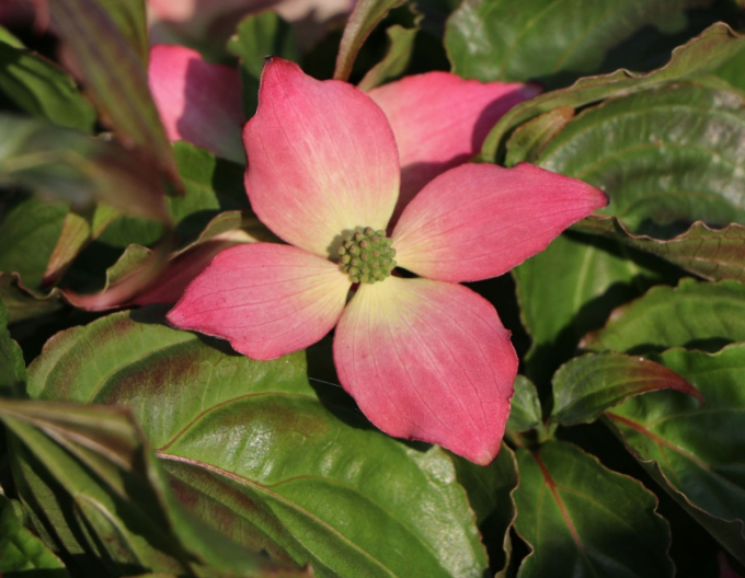 Cornus kousa ´Heart Throb Red´