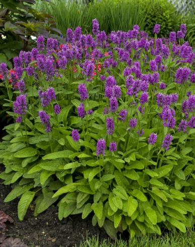 Agastache "Hummelo