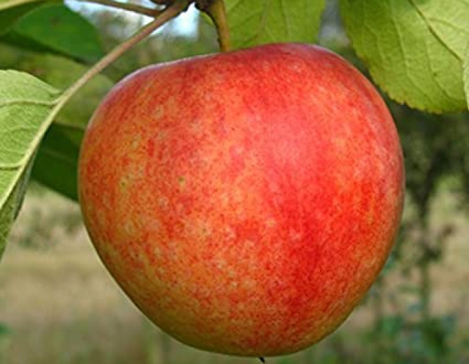 Măr -cox-orange