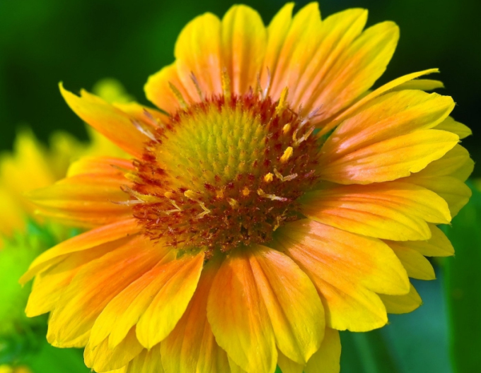 Gallardia Grandiflora Yellow
