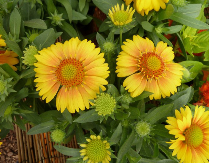 Gallardia Grandiflora Yellow