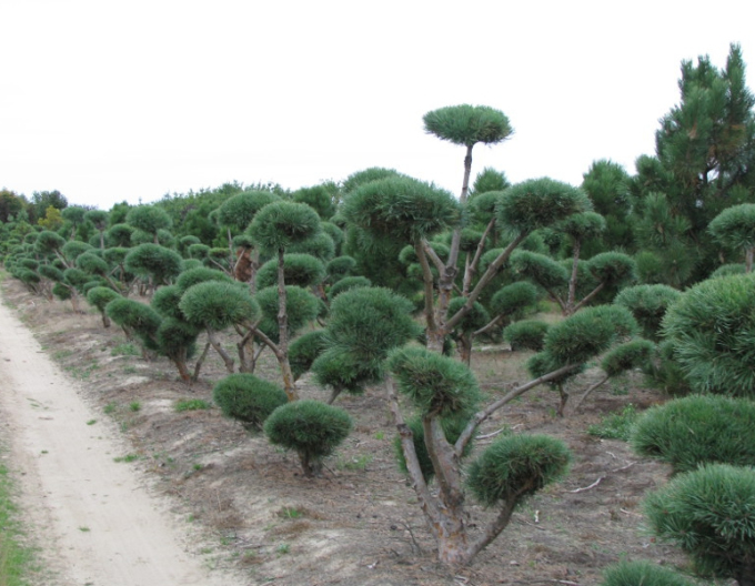 Pin de pădure watererii-bonsai