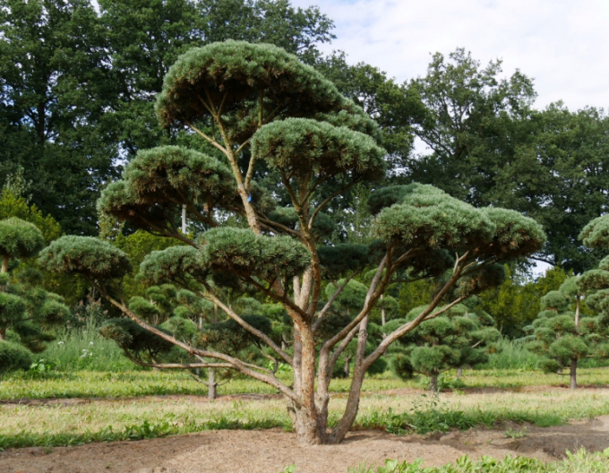 Pin de pădure watererii-bonsai