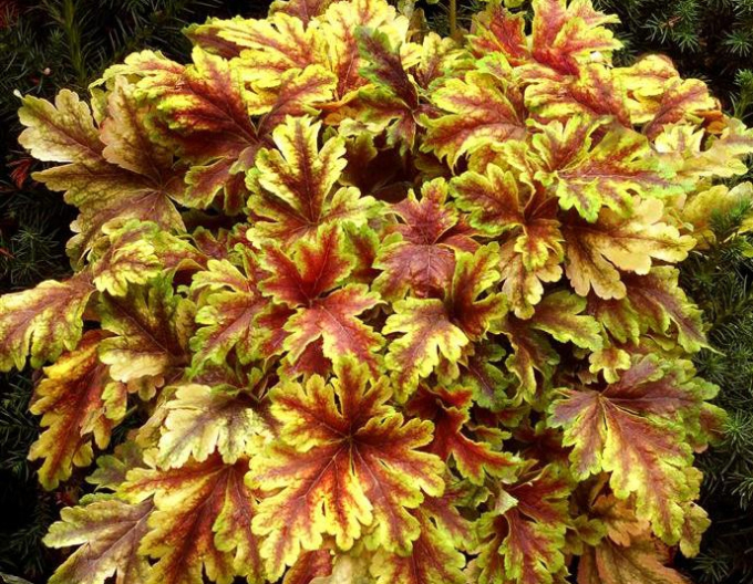 Heuchera´Solar Power´
