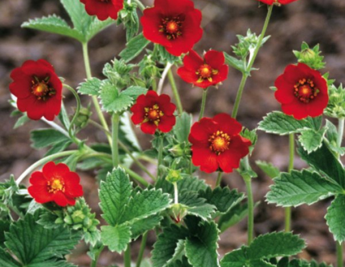 Potentilla roșu închis