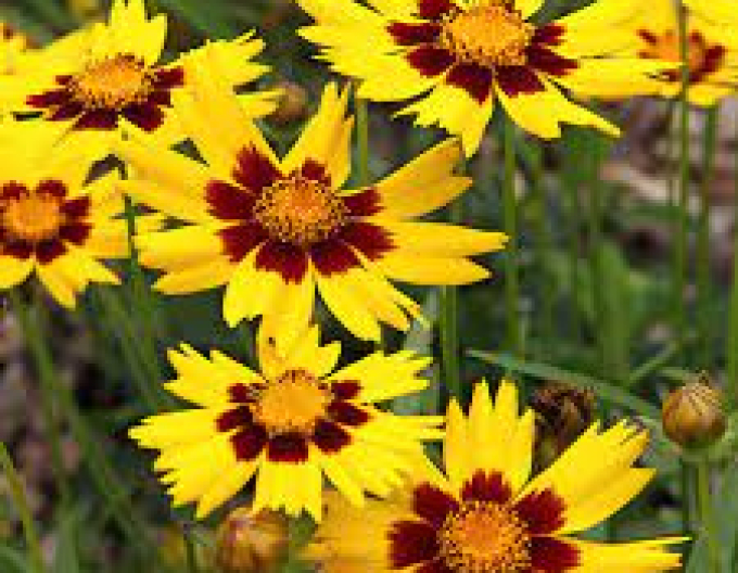 Coreopsis SunKiss