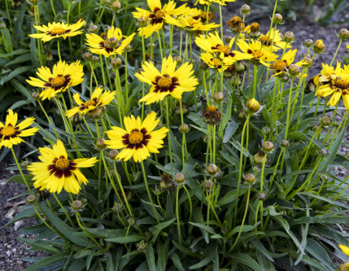 Coreopsis SunKiss