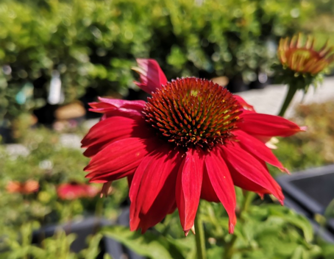 Echinacea purpurea Lakota Red