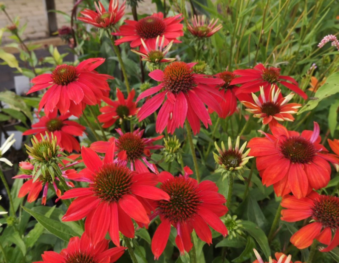 Echinacea purpurea Lakota Red