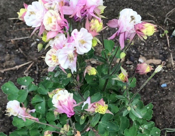 Căldărușă ´Winky Double Rose White´