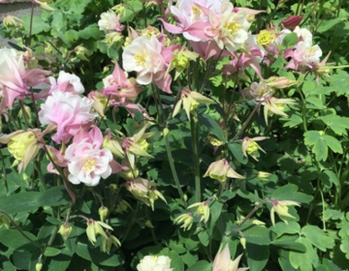 Căldărușă ´Winky Double Rose White´