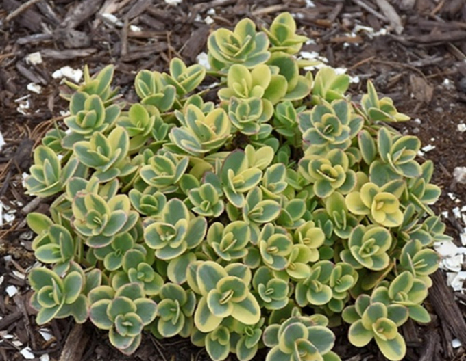 Sedum SunSparkler Lime Twister