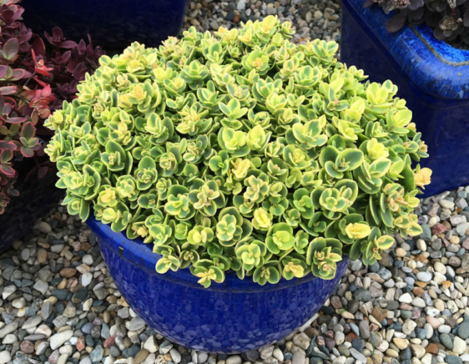 Sedum SunSparkler Lime Twister