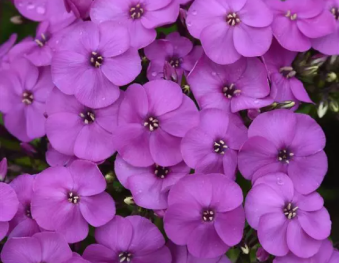 Flox metelat Ka - Pow Purple