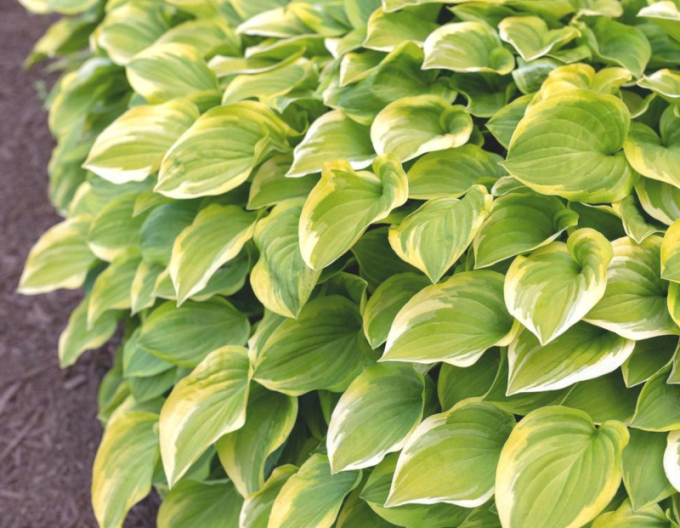 Hosta ´Golden Tiara´