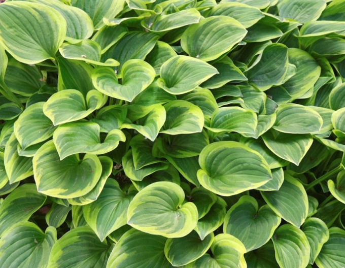 Hosta ´Golden Tiara´