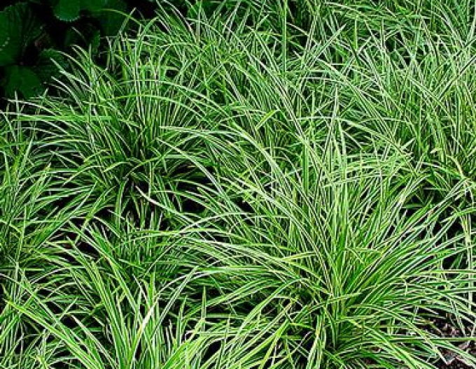 Carex ´Ice Dance´