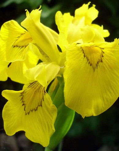Iris ´Flore Pleno´