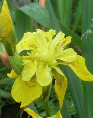 Iris ´Flore Pleno´