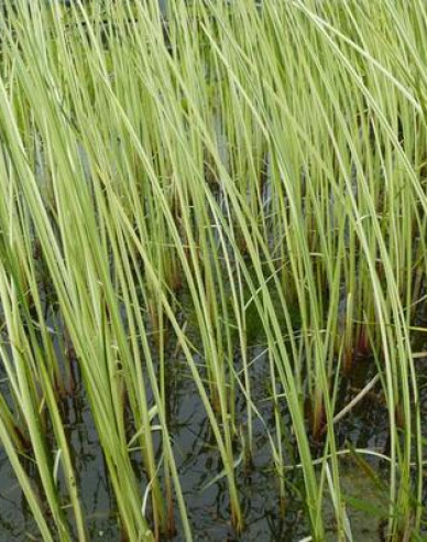 Obligeană´ Albescens´