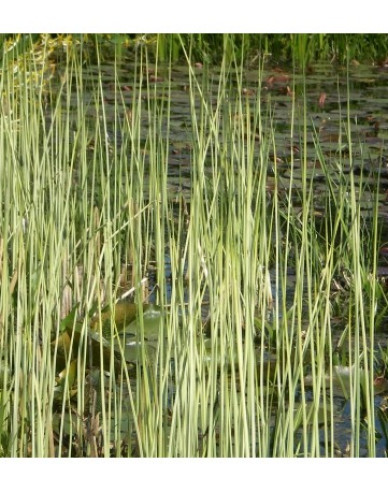 Obligeană´ Albescens´