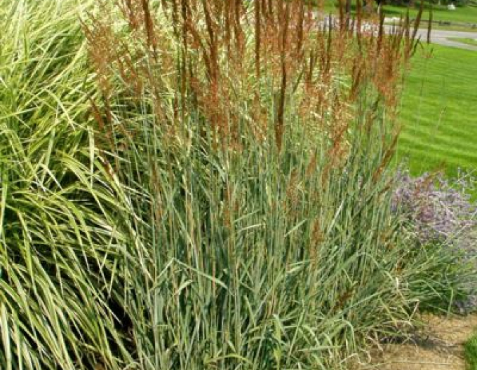 Molinia iarbă de păr  ´
