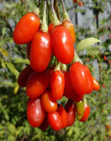 Goji chinezesc Grosfruchtig