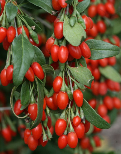 Goji chinezesc Grosfruchtig