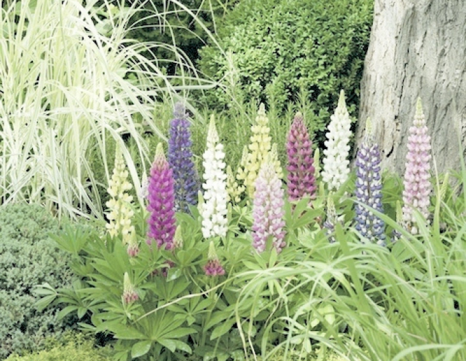 Lupin "Camelot Mix