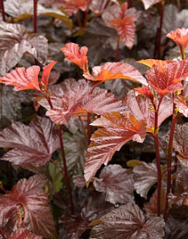 Physocarpus Lady in Red