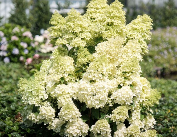 Hortensia Magical Lime Sparkle
