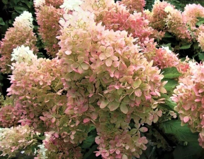 Hortensia Magical Lime Sparkle
